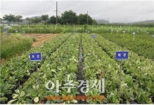 ‘약용작물 지황·일당귀 종근 농가 보급