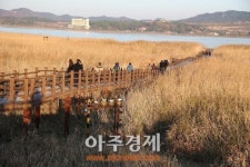 서천군, 신성리 갈대밭 한국 관광의 별 후보에 선정