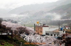 [포토] 선계를 방불케 하는 하동 쌍계사 십리 벚꽃길