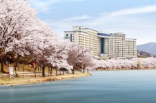 대명리조트 경주, 벚꽃 행사 진행해