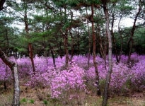 세종대왕릉 소나무숲 아 취한다~진달래꽃 천지