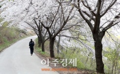 서산시 대산 삼길포 관광객‘북적’.....벚꽃길 걸으며 바다에 흠뻑