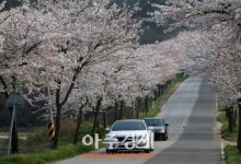 태안 곳곳  황홀한 벚꽃길