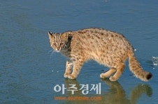 금강의 생태계는 살아있다!!