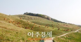 서산시 , 소떼들의 ‘봄나들이’