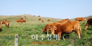 서산시 , 소떼들의 ‘봄나들이’