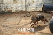 경기도 축산위생연구소는 복제 코요테 자연번식 성공