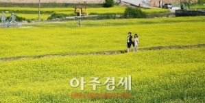 대덕구, 장동 유채꽃밭 개장