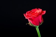 로즈데이, 연인에게 속마음 전달하지 못했다면 장미축제를 노리자!