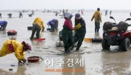 갯벌의 보고 태안반도의 어촌 풍경