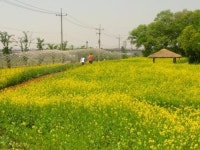 인천 서구 시천마을 농촌경관단지 유채꽃 개화