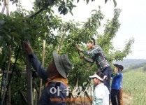 홍성군 공무원, 농촌일손돕기 팔 걷고나섰다