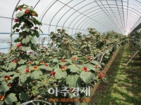 대구 체리·산딸기 본격 출하