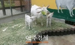 고양시, 호수공원 내 작은동물원에 태어난 아기 흰 염소 ‘인기’