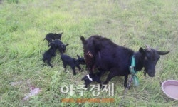 사천시 소재 농가에서 염소 새끼 5마리 출산, 화제