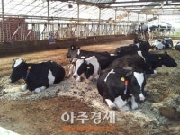 남양주시 젖소 발정탐지 시스템 축산농가에 호응