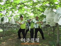 NH농협 안양시지부 포도농장 일손 지원