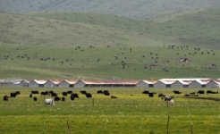 글로벌기업 앞다퉈 중국 목장투자