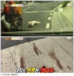 동물농장 백구, 오토바이에 매달린 채…2km 넘는 도로는 온통 피 범벅