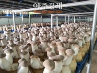 진주시 신선농산물 수출 지속 성장