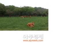 제주, 산지생태축산농장 오는 25일까지 신청