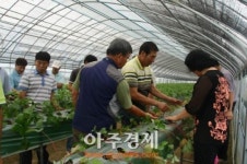 딸기 현장컨설팅으로 꿈을 향해가는 고양시 강소농