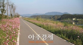 경산시 하양읍 금호강 둔치 코스모스 만개