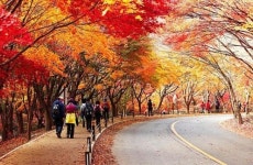 올해 첫 단풍 예상,설악산→치악산→북한산→속리산→내장산..우리 동네는?