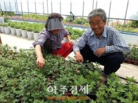 국화차(菊花茶) 만드는 감국(甘菊) 재배