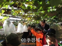 농협 안양시지부 포도따기 체험행사