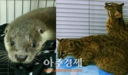 희귀 토종동물인 수달, 삵, 오소리, 삼정더파크 동물원에 새 둥지 틀어