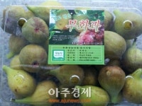 제주, 친환경 노지 무화과…3.3㎡당 2만원 고수익 예상!