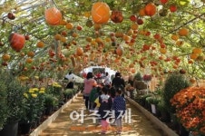연천군국화와 함께하는 요상한 호박세상 전시회 개최