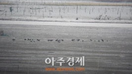 순천만 흑두루미 올 들어 92마리 찾아와