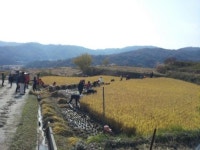 상주시 낙동면 ‘용포 다락 논’ 벼 베기 체험