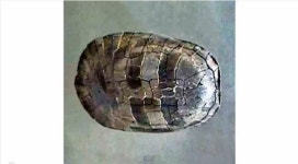 9000만 년 전 거북화석,미 뉴멕시코주 사막지대서 발견..습지대,사막으로 변해