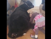 [영상포함]소녀와 송아지의 우정, 소랑 집에서 같이 산다?..깜짝