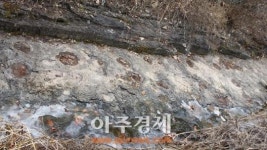 경북 영천시 화남면 죽곡리 계곡 공룡발자국 확인
