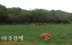 서귀포시, 한우산업 경쟁력 강화 완료