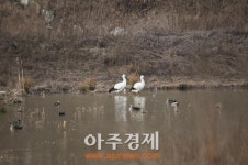 예산군, 신양천 야생 황새 예산이, 기쁨이 예산황새공원 찾아