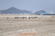 <포토>군산시, 새만금을 찾은 천연기념물 제228호 흑두루미