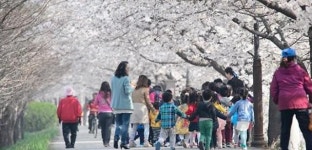 세종시, 5일 조천변 벚꽃길 문화행사