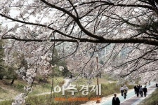 성남시 벚꽃길 8경 시민발길 줄이어