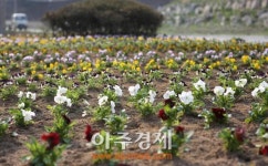 당진 면천면 새마을협의회, 팬지 6천 본 식재