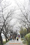 하남시 산곡천 산책로 벚꽃 절정