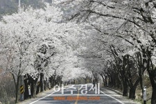 <포토> 한국의 아름다운 길 장곡사 벚꽃 길로 나들이 오세요∼