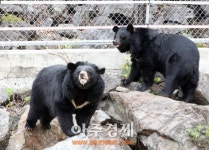 하동군, 의신베어빌리지 반달곰 이름 지어···어미 산·새끼 강