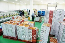 정읍 단풍미인토마토 일본 수출 길