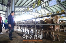 홍성군, 광천 송아지 경매시장 재개장