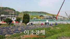 안산시 대표 브랜드 사랑愛-孝 지팡이 모종 식재
